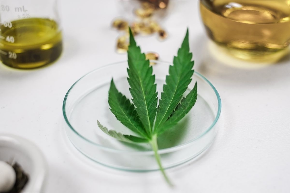 Marijuana leaf in a petri dish in a lab, representing medical cannabis