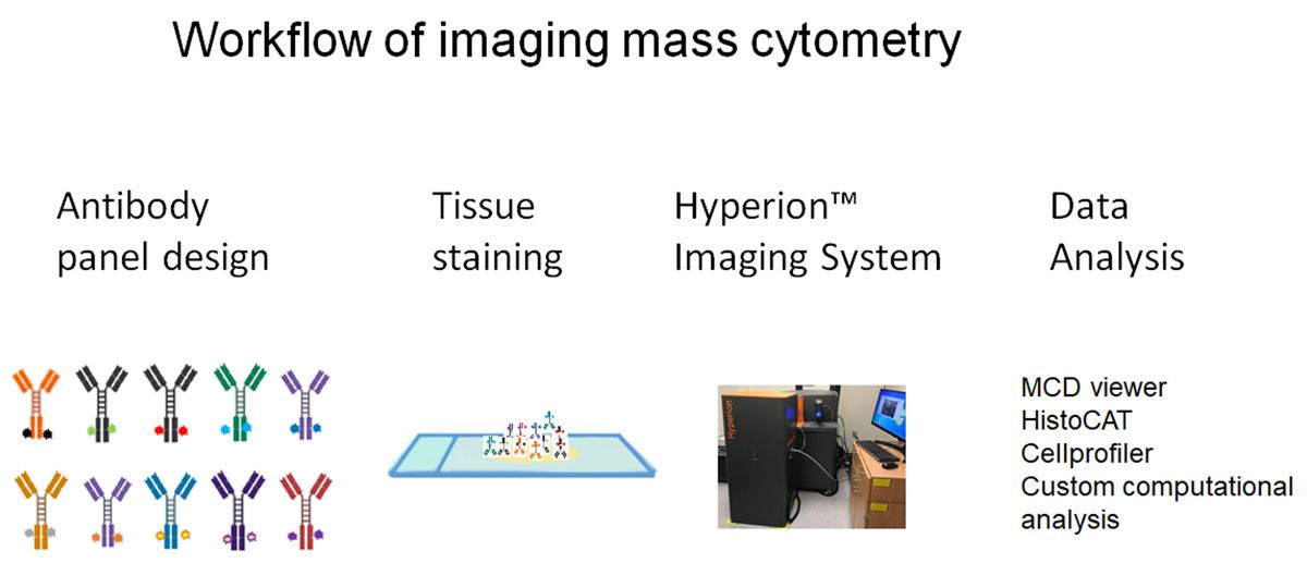 Mass Cytometry Workflow